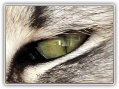 Cat-Eye