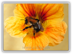 Bumble-Bee01 