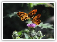 Butterfly Love 2 