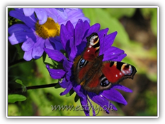 Butterfly Pfauenauge 10
