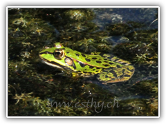 Frog 08
