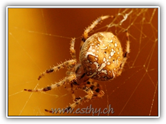 Spider-Beauty08