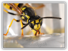 Wasp-Beauty03
