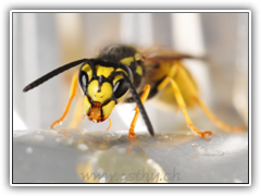 Wasp-Beauty05